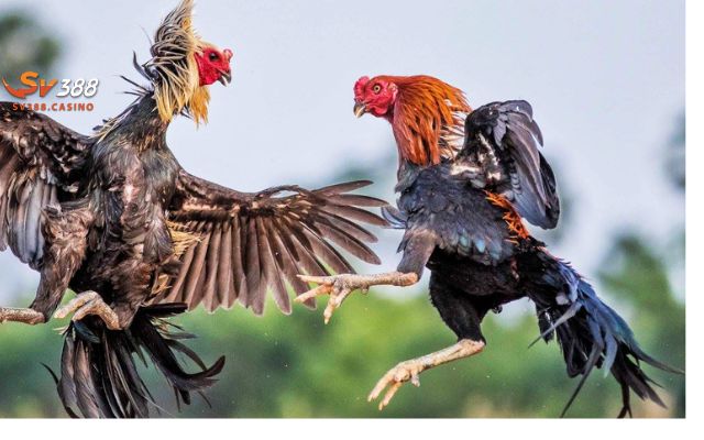 Đá đồng thường diễn ra khi trong trận đấu gà có trọng lượng ngang nhau